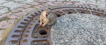 A Fat Rat Got Stuck In Sewer Grate And Needed Fire Brigade To Save Her