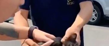 Couple Ignores Oncoming Traffic Just To Save A Tiny Kitten's Life