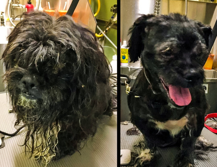 Mark Imhof; A Man Who Helped Shelter Dogs By Giving Them Haircuts and Help Them Find Homes