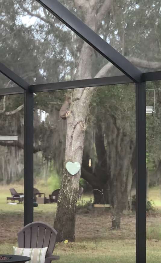 Woman Was Shocked To See A Bobcat Chasing A squirrel On Her Roof
