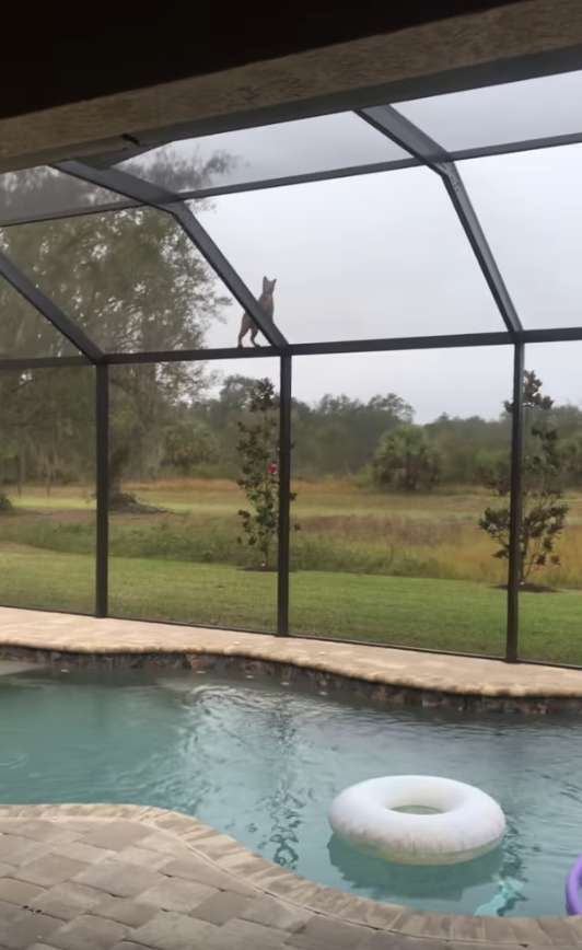 Woman Was Shocked To See A Bobcat Chasing A squirrel On Her Roof