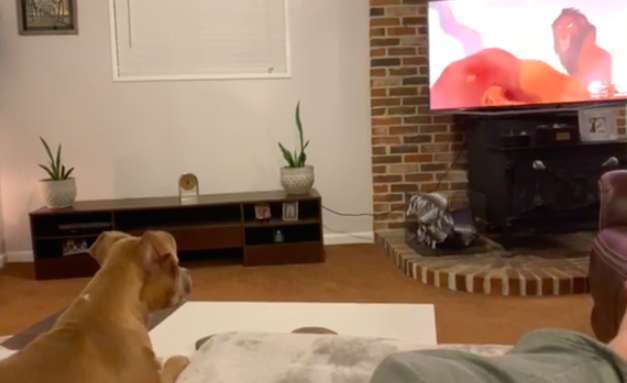 Luna; A Sensitive Pitbull Could Not Stop Herself From Crying After Watching the Saddest Part From 'The Lion King'