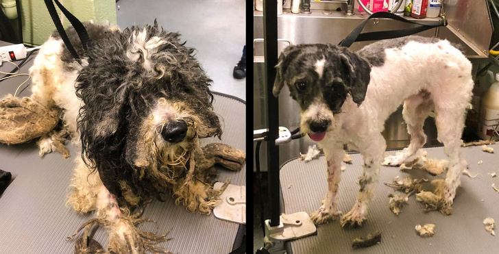 Mark Imhof; A Man Who Helped Shelter Dogs By Giving Them Haircuts and Help Them Find Homes