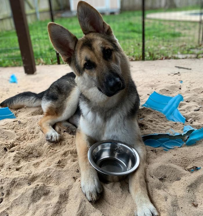cute pet