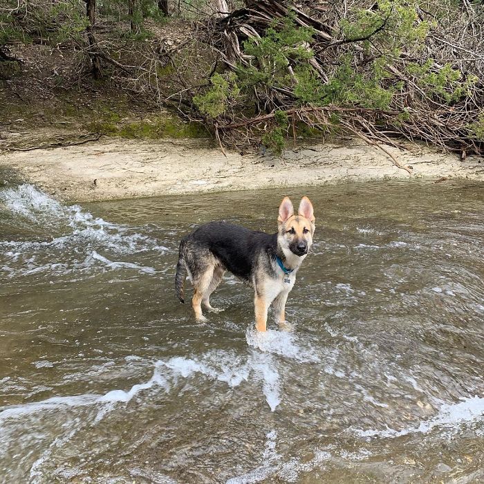 German Shepherd