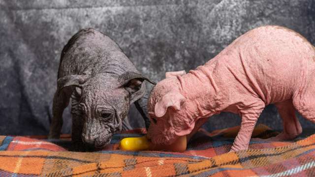 Man Leaves Tiny Bald Puppies At Vet's Office Twice