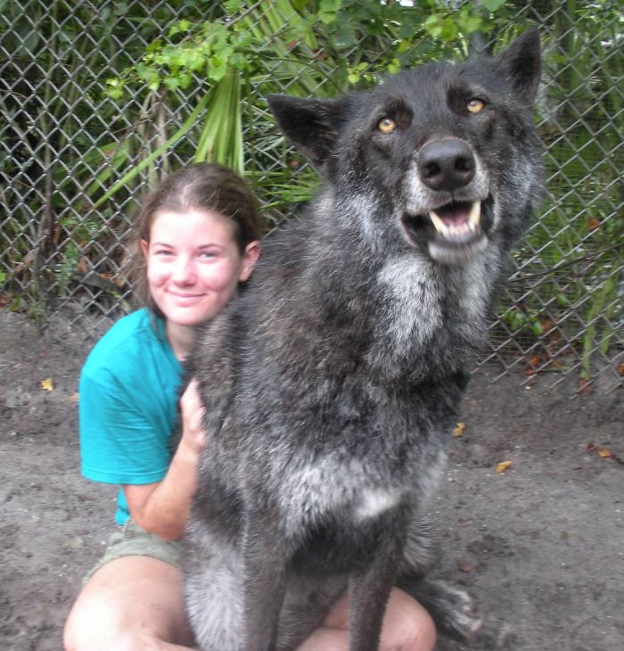 Yuki; The Wolfdog Dumped By Owner At A Kill Shelter, Luckily This Sanctuary Saved Him