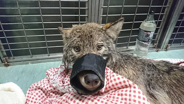 Two kind-hearted construction workers in Estonia Rescued “Dog” From Frozen Lake Brought It To Shelter And Found Out It Was A Wolf