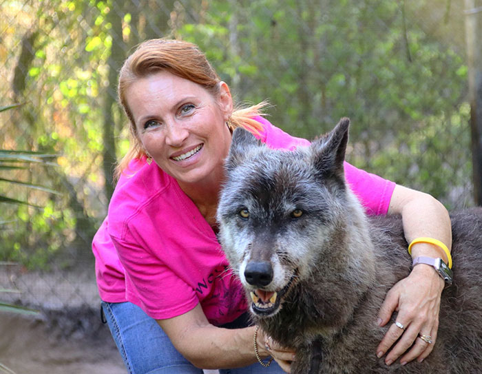 Yuki; The Wolfdog Dumped By Owner At A Kill Shelter, Luckily This Sanctuary Saved Him