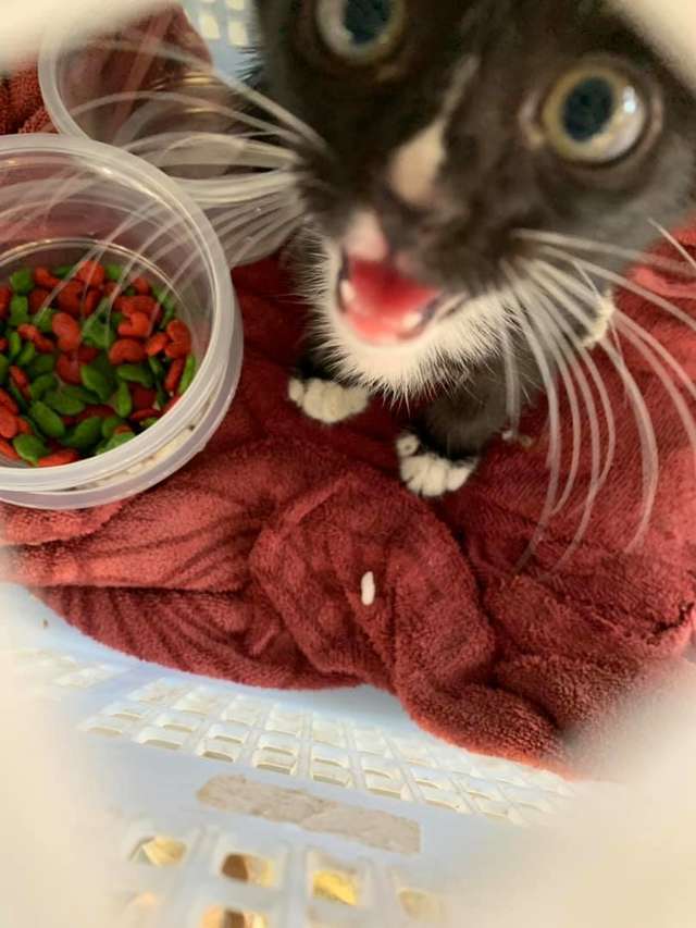 Couple Ignores Oncoming Traffic Just To Save A Tiny Kitten's Life