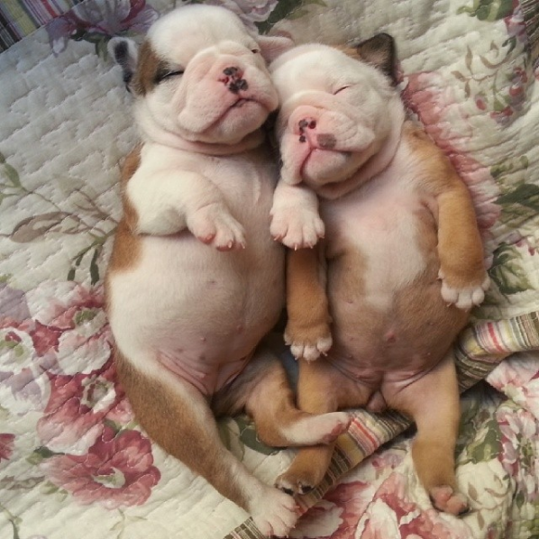 Chubby Animals That Will Shoot Straight In Your Heart