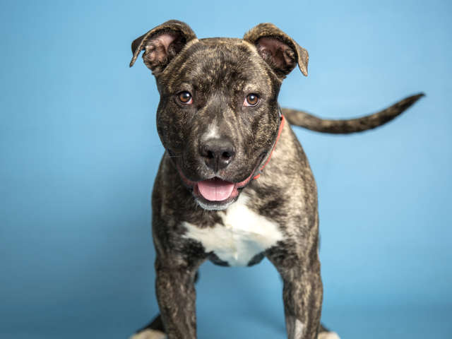 Rufio; the Pit Bull Puppy Gets Stuck On Roof; After Seeing his Rescuers he Gets Super Excited