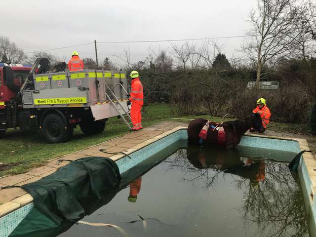 Horse gets stuck in a swimming pool; a crane was needed to get him out