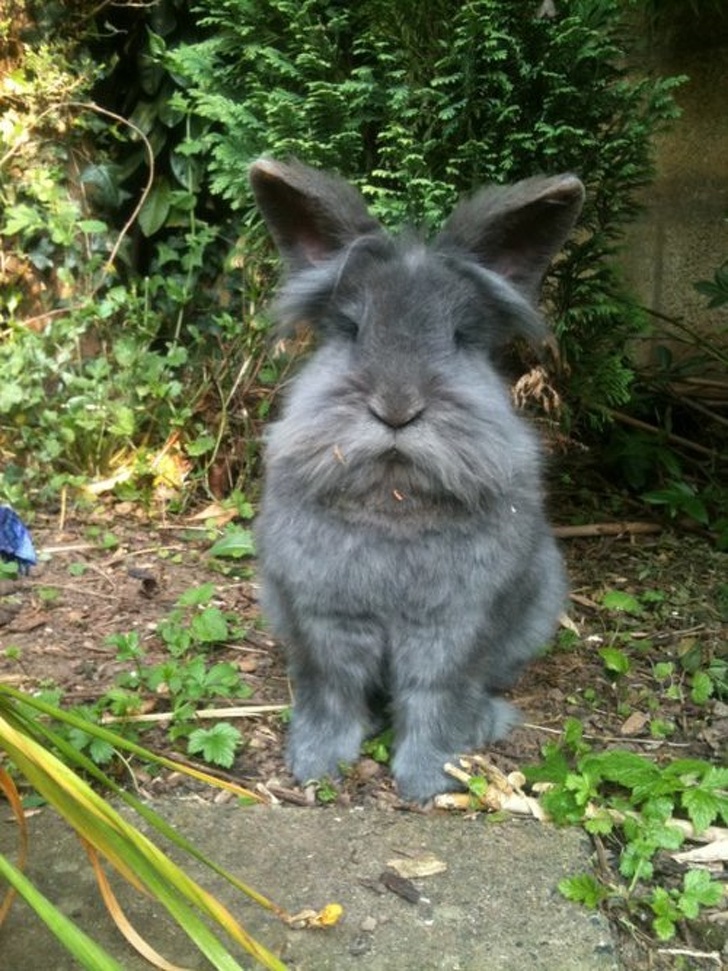 Chubby Animals That Will Shoot Straight In Your Heart