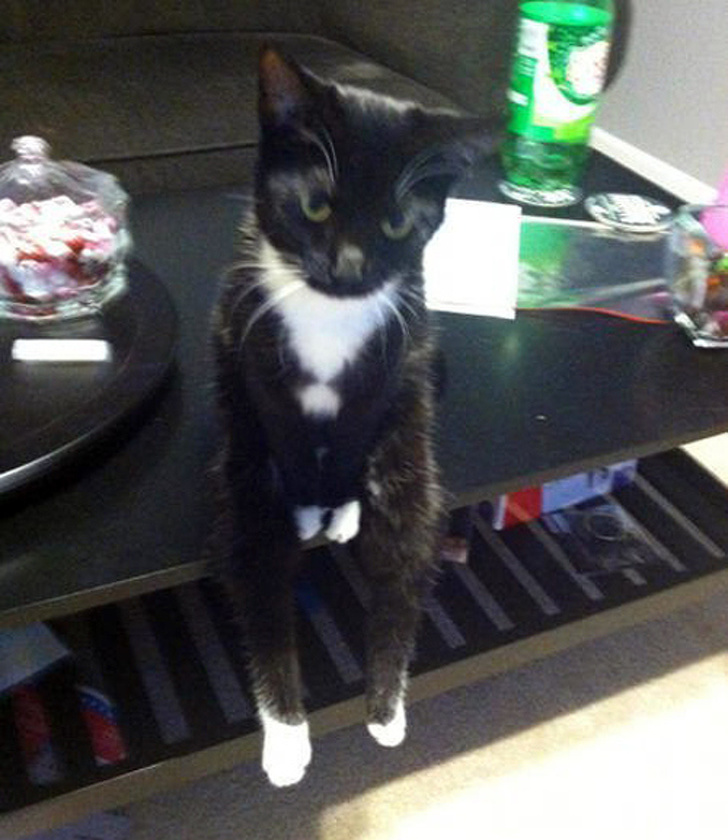 Wacky Felines That Are Purposely Failing at Being Cats