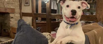 Snoop; the Dog Abandoned Before Christmas On Camera Gets Adopted And Now He Can’t Stop Smiling