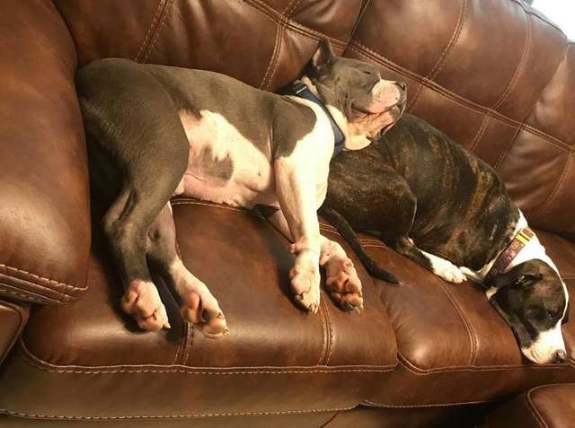 Meatloaf; The Rescued Pit Bull Was Scared of Any and Every thing Until Meeting His New Family