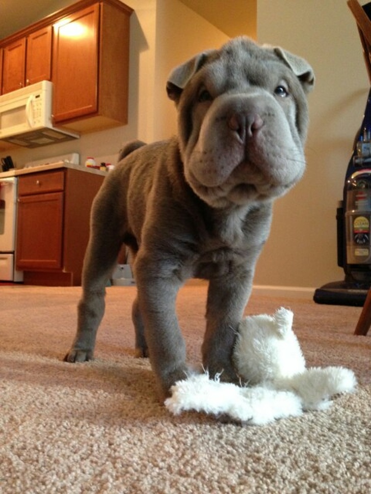 Chubby Animals That Will Shoot Straight In Your Heart