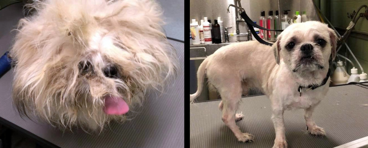 Mark Imhof; A Man Who Helped Shelter Dogs By Giving Them Haircuts and Help Them Find Homes