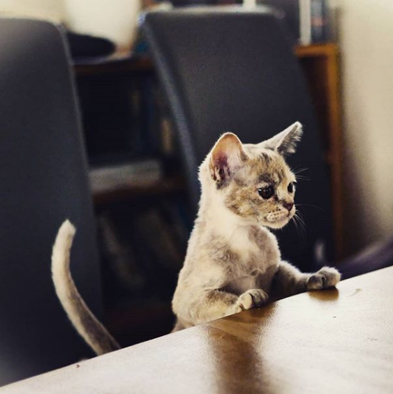 Wacky Felines That Are Purposely Failing at Being Cats