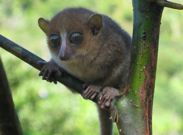 Rare Animals You Would be Lucky to Spot Even One of them