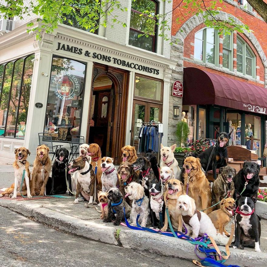 Saratoga Dog Walkers; Lovely Dogs 'Pack Walk' And Pose For Pictures Together Every Day