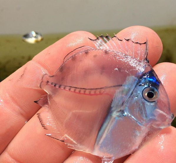 Animals That Are Masters of Camouflage