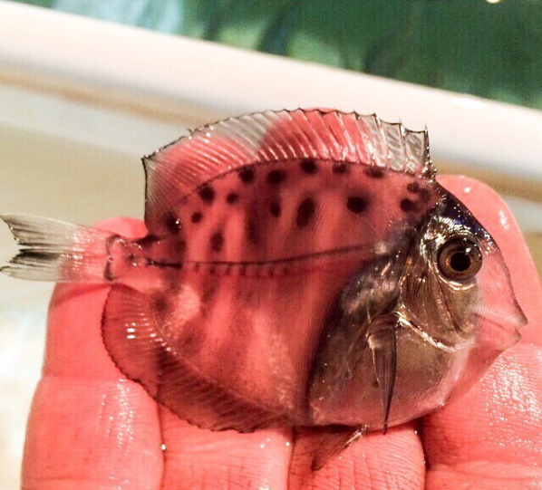 Animals That Are Masters of Camouflage