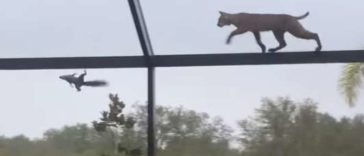 Woman Was Shocked To See A Bobcat Chasing A squirrel On Her Roof