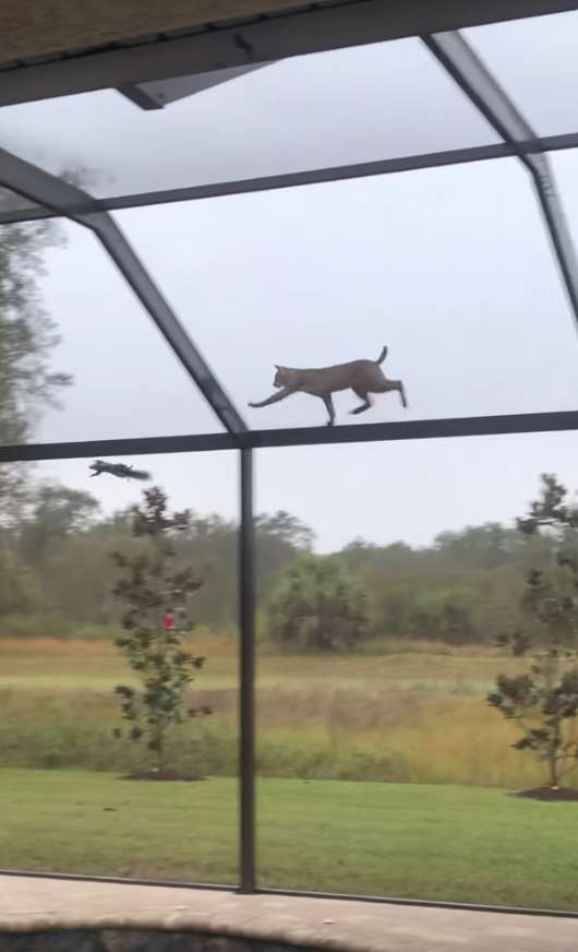 Woman Was Shocked To See A Bobcat Chasing A squirrel On Her Roof