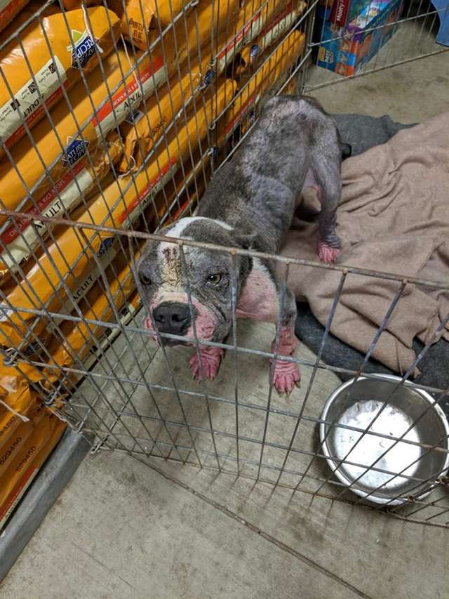 Meatloaf; The Rescued Pit Bull Was Scared of Any and Every thing Until Meeting His New Family