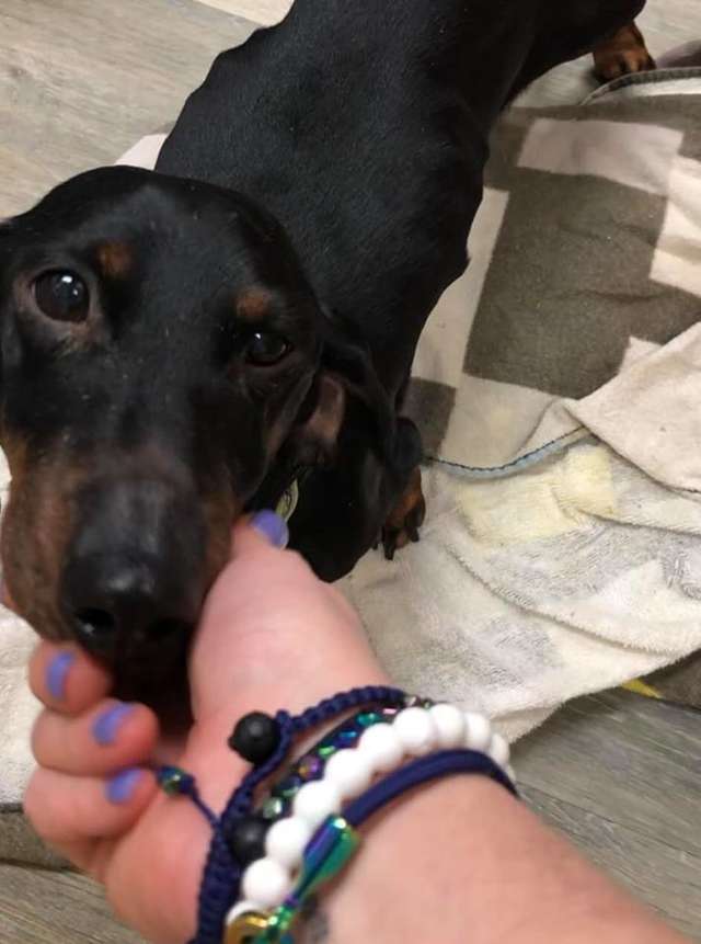 Police finds a taped-up dog left on the side of the road; tracks the culprit and arrest him