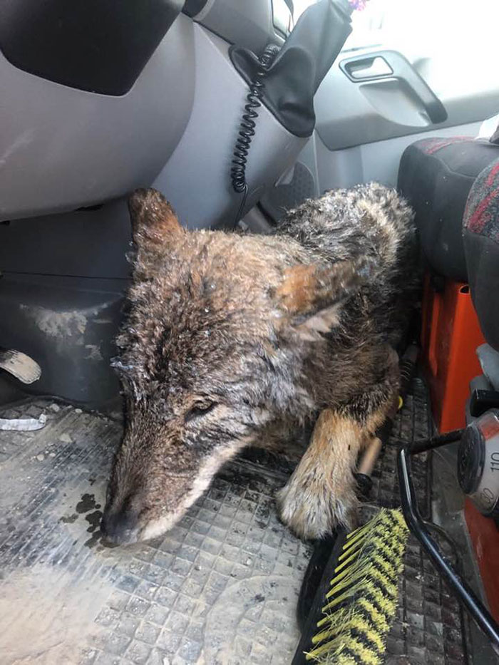 Two kind-hearted construction workers in Estonia Rescued “Dog” From Frozen Lake Brought It To Shelter And Found Out It Was A Wolf