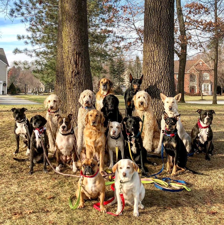 Saratoga Dog Walkers; Lovely Dogs 'Pack Walk' And Pose For Pictures Together Every Day