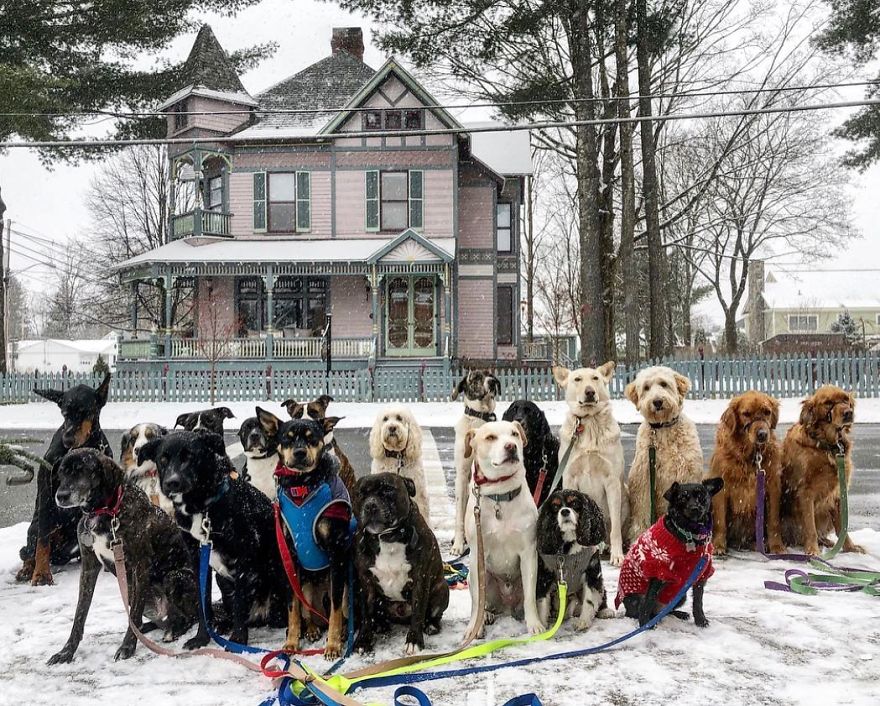 Saratoga Dog Walkers; Lovely Dogs 'Pack Walk' And Pose For Pictures Together Every Day