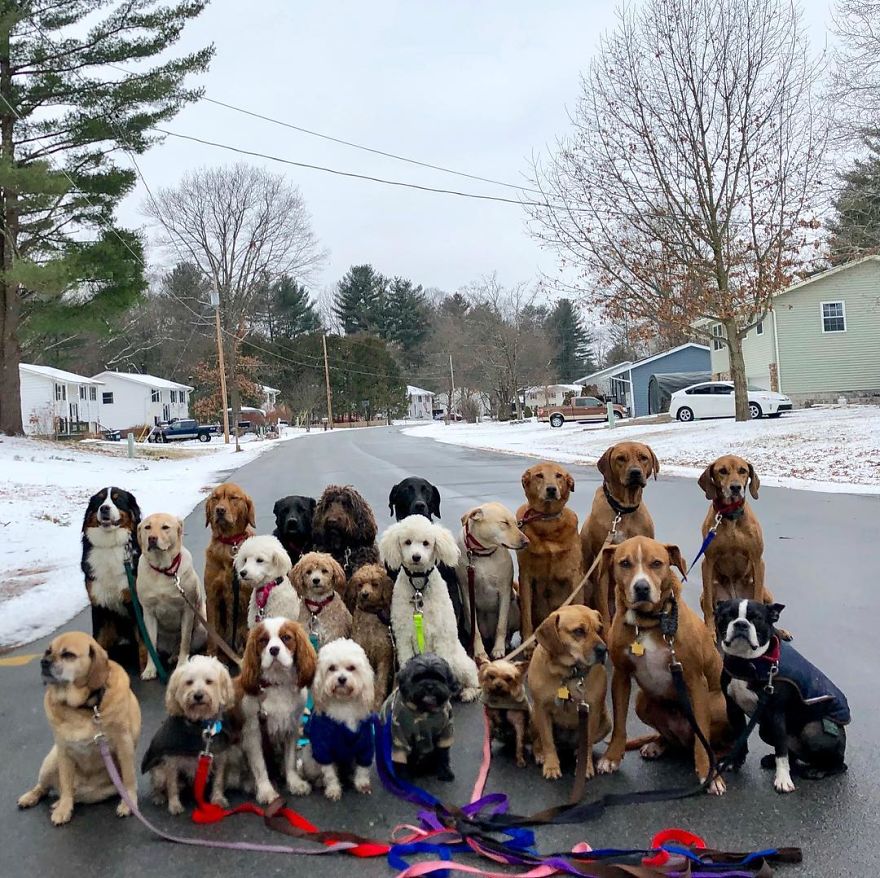 Saratoga Dog Walkers; Lovely Dogs 'Pack Walk' And Pose For Pictures Together Every Day