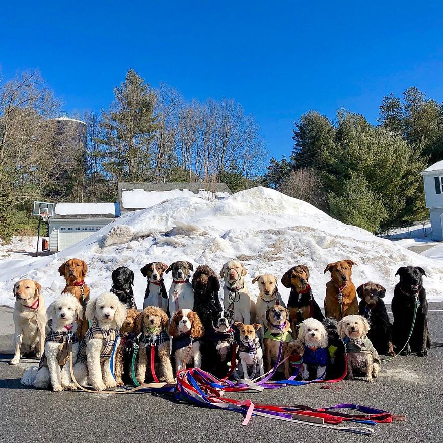 Saratoga Dog Walkers; Lovely Dogs 'Pack Walk' And Pose For Pictures Together Every Day