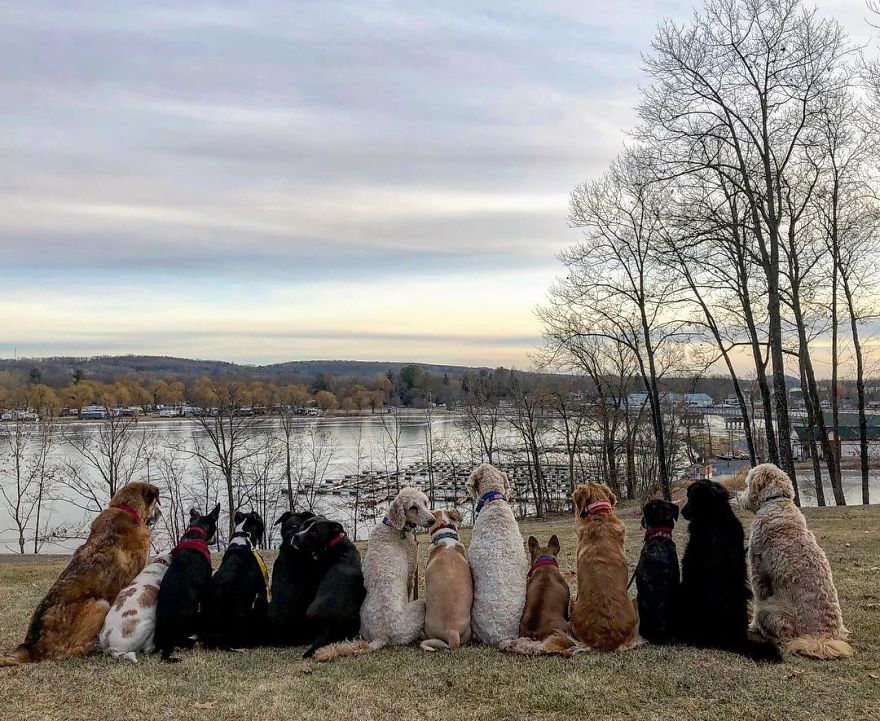 Saratoga Dog Walkers; Lovely Dogs 'Pack Walk' And Pose For Pictures Together Every Day