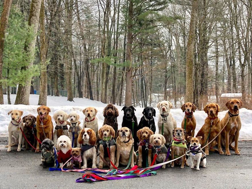Saratoga Dog Walkers; Lovely Dogs 'Pack Walk' And Pose For Pictures Together Every Day