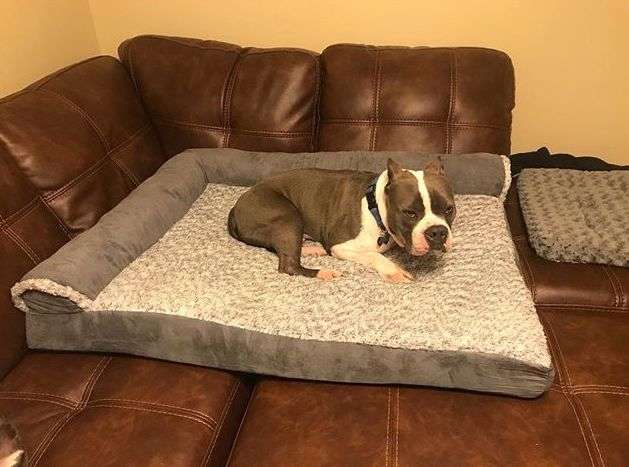 Meatloaf; The Rescued Pit Bull Was Scared of Any and Every thing Until Meeting His New Family