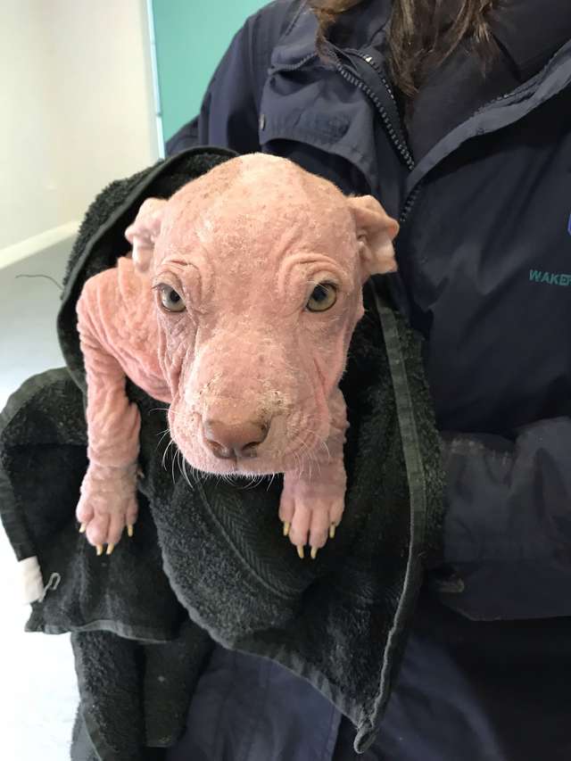 Man Leaves Tiny Bald Puppies At Vet's Office Twice