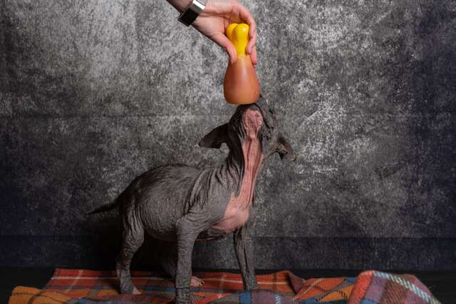 Man Leaves Tiny Bald Puppies At Vet's Office Twice