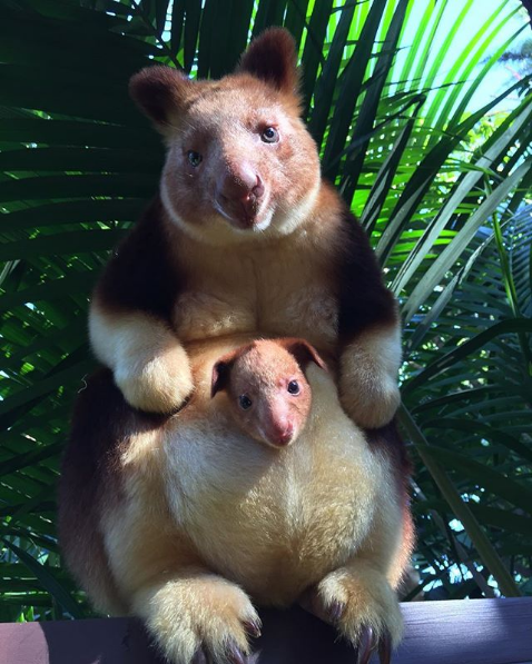 Rare Animals You Would be Lucky to Spot Even One of them