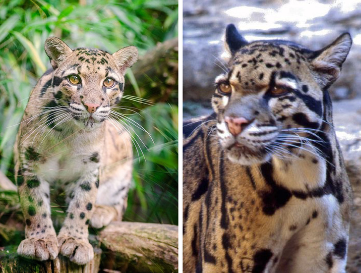 Rare Animals You Would be Lucky to Spot Even One of them