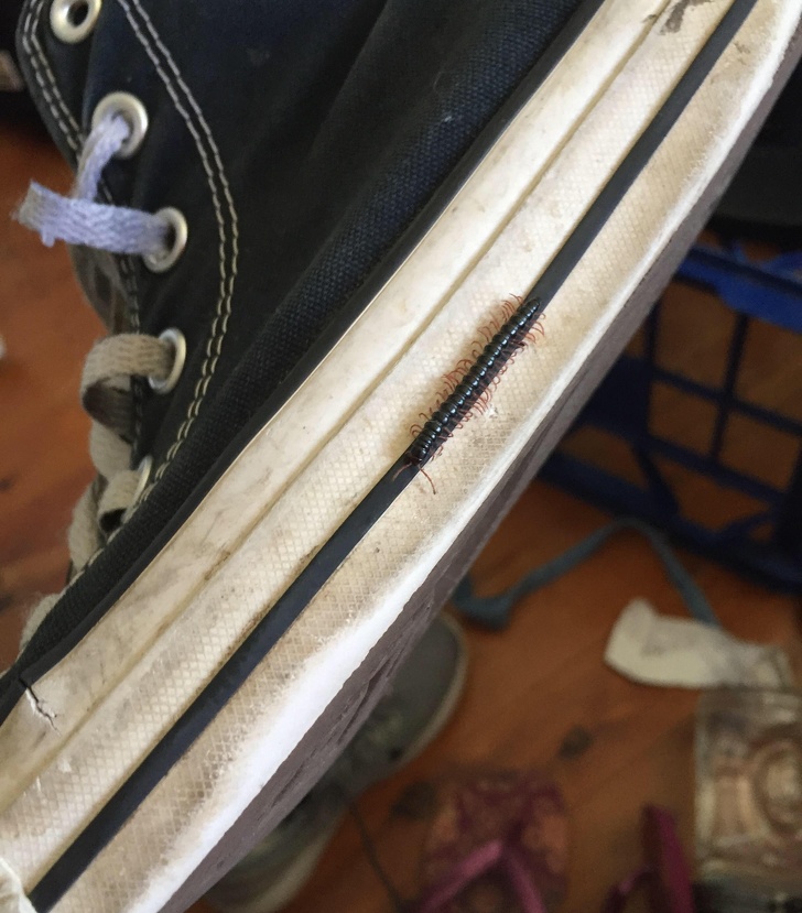 Animals That Are Masters of Camouflage