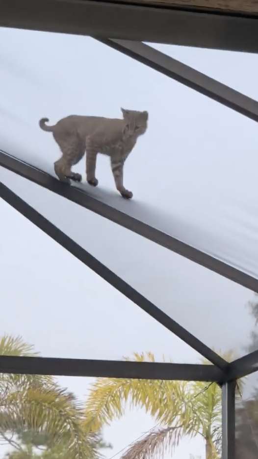 Woman Was Shocked To See A Bobcat Chasing A squirrel On Her Roof