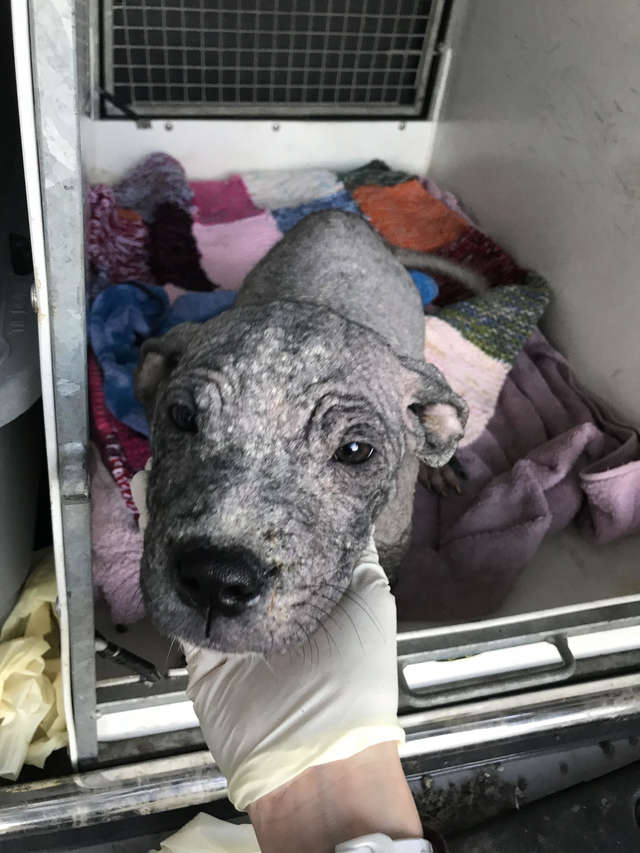 Man Leaves Tiny Bald Puppies At Vet's Office Twice