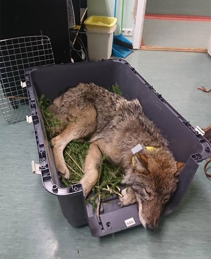 Two kind-hearted construction workers in Estonia Rescued “Dog” From Frozen Lake Brought It To Shelter And Found Out It Was A Wolf