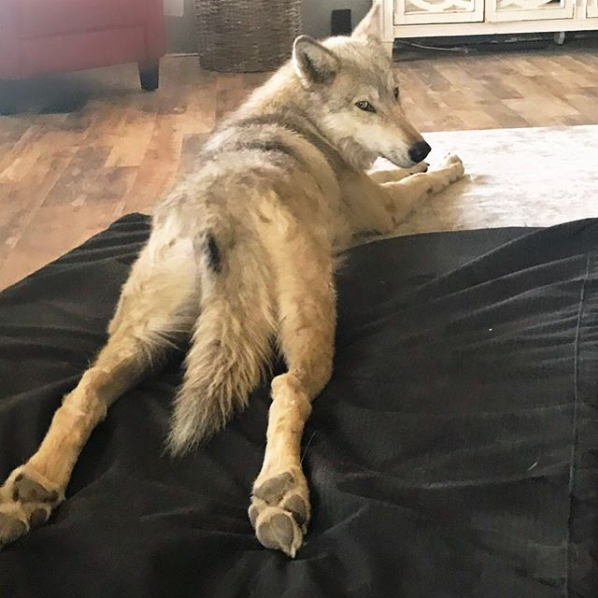 Gorgeous Wolfdogs You Would Want to Hug and Never Let Go