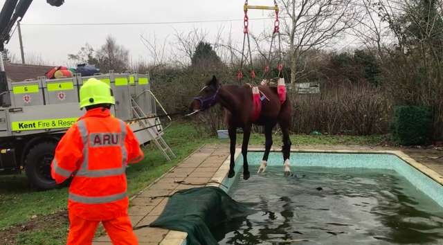 Horse gets stuck in a swimming pool; a crane was needed to get him out